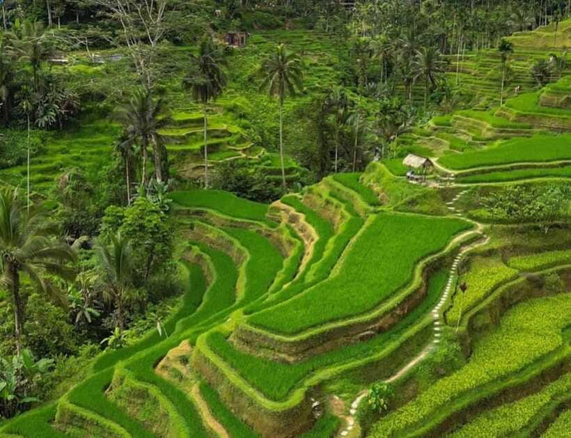 Bali: Penglipuran Village, Rice Terrace & Waterfall Tour - Who should book this Bali experience?