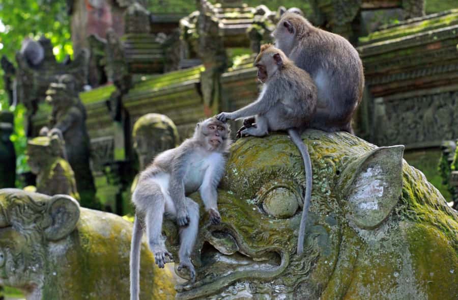 Bali: Penglipuran Village, Rice Terrace & Waterfall Tour - Tegalalang gives you the big Bali view