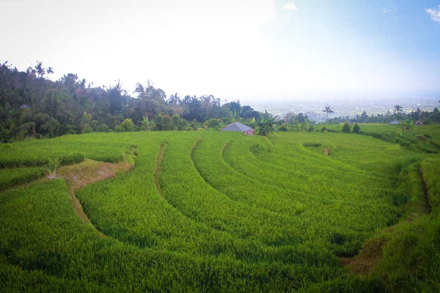 Bali: Sambangan Waterfalls Trekking, Sliding, & Jumping Trip - A Balinese home, cocoa, and young coconut
