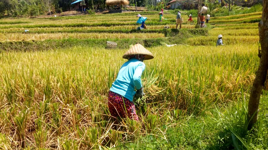 Bali: Sambangan Waterfalls Trekking, Sliding, & Jumping Trip - Kroya’s 12-meter natural rock slide
