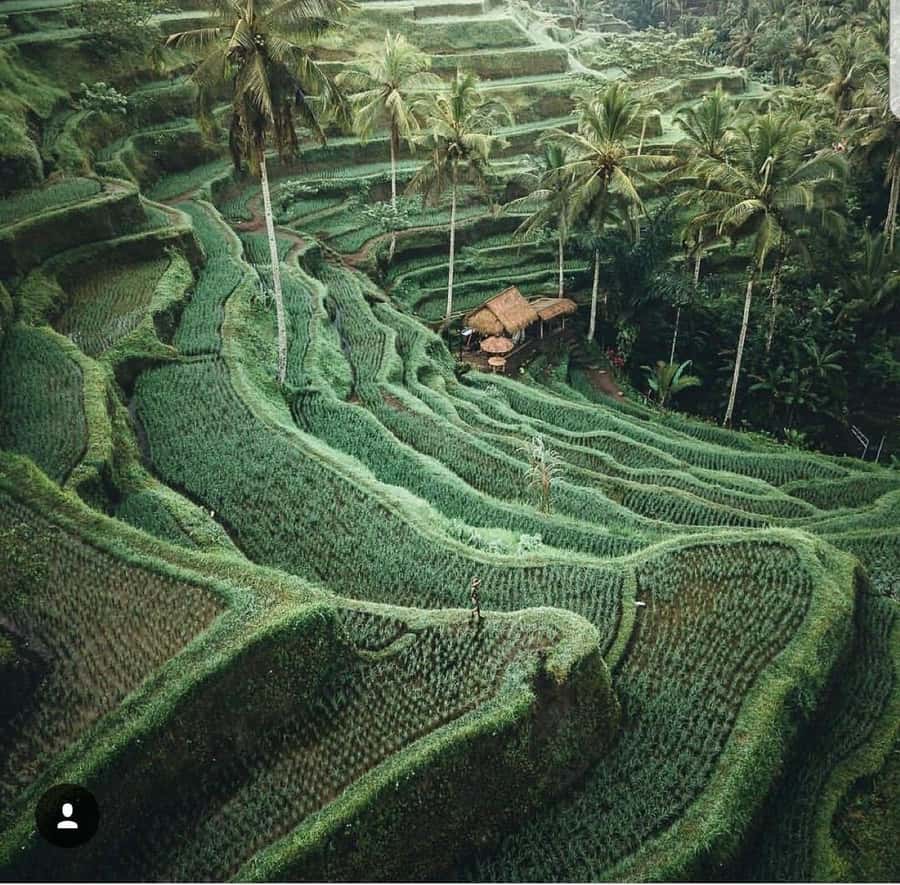 Bali: Tirta empul Temple, Rice terrace and Waterfall - Timing, costs, and what to confirm