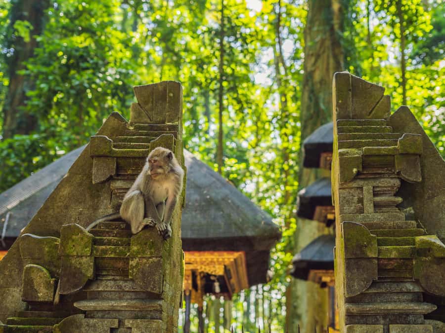 Bali: Ubud Adventure, ATV, Monkey Forest& Waterfall Tour - What the $73 price really covers
