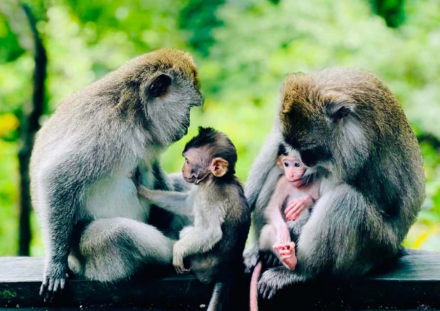 Bali/Ubud: Kanto Lampo Waterfall, Monkey Forest & Swing Tour - Sacred Monkey Forest: temples, trees, and cheeky macaques