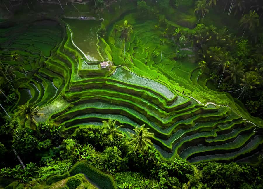 Bali/Ubud: Kanto Lampo Waterfall, Monkey Forest & Swing Tour - Coffee plantation option: useful stop or extra sales pitch?
