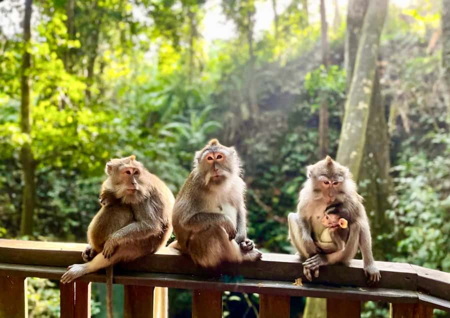 Bali/Ubud: Kanto Lampo Waterfall, Monkey Forest & Swing Tour - Who should book this Ubud day trip?