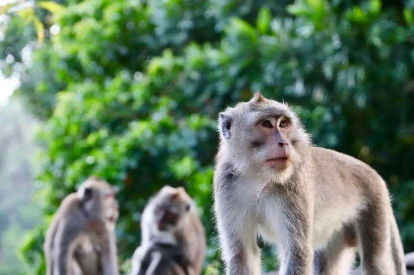 Bali: Ubud Monkey Forest, Waterfall, and Rice Terrace Tour - Who should book this Ubud tour?