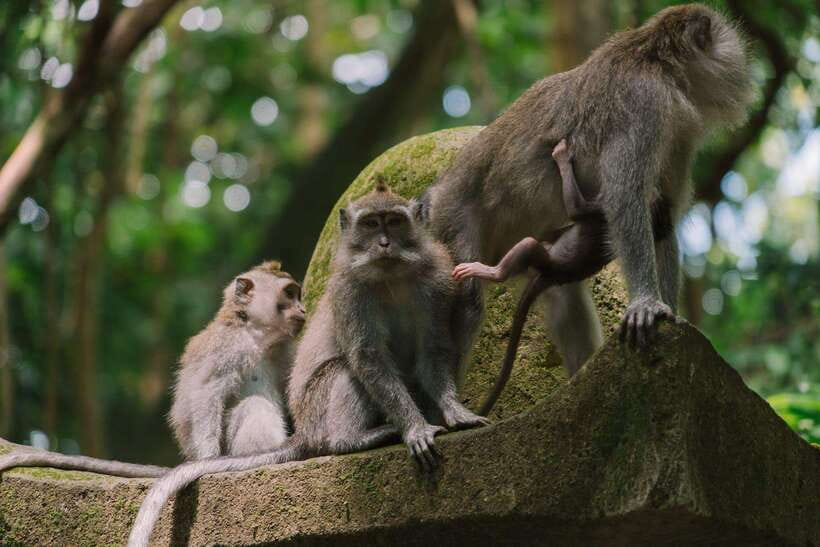 Bali: Ubud Monkey Forest, Waterfall, and Rice Terrace Tour - Why this private Ubud day works