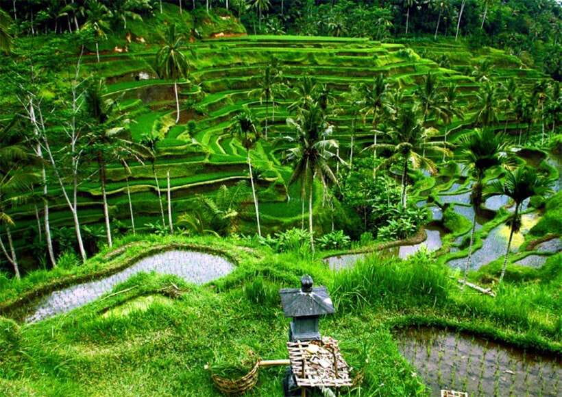Bali: Ubud Monkey Forest, Waterfall, and Rice Terrace Tour - What the private car and guide add