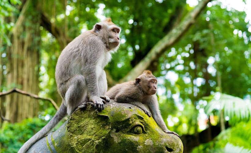 Bali: Ubud Monkey Forest, Waterfall, and Rice Terrace Tour - What is included, and what you still pay for