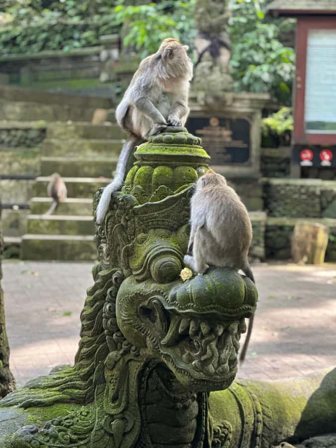 Bali ubud : monkey forest, waterfall , temple - Meeting the Macaques in the Sacred Monkey Forest