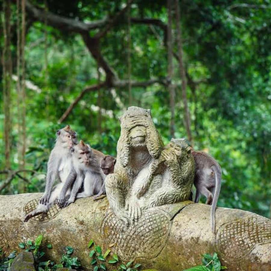 Bali ubud : monkey forest, waterfall , temple - Reading the Rice Fields at Tegalalang