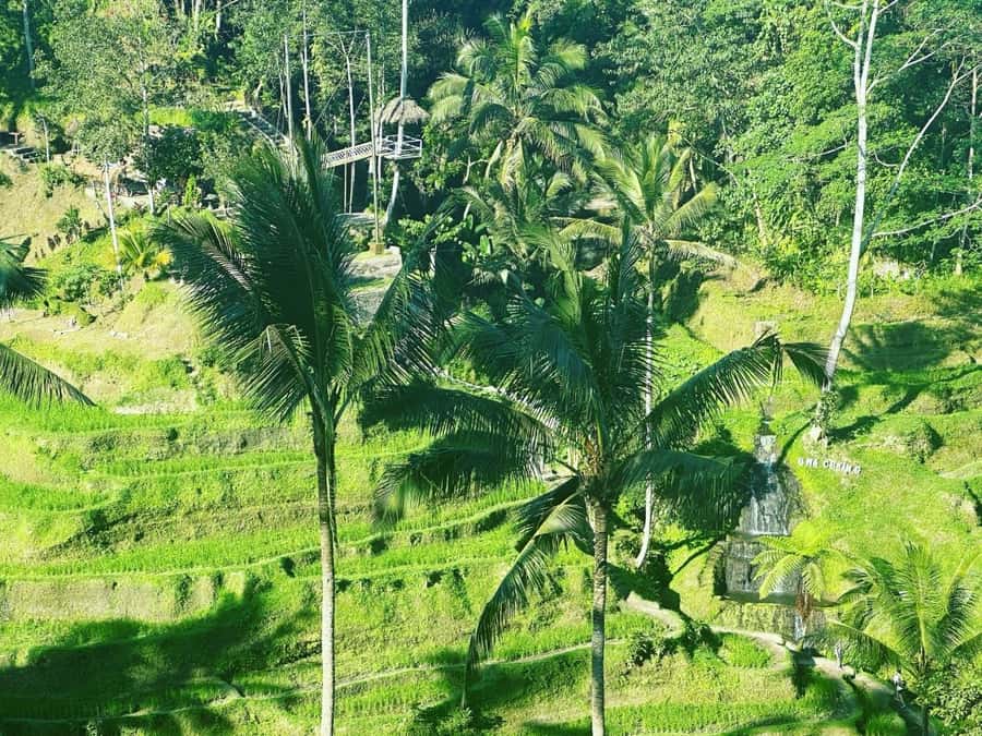 Bali ubud : monkey forest, waterfall , temple - The Driver Makes or Breaks the Day