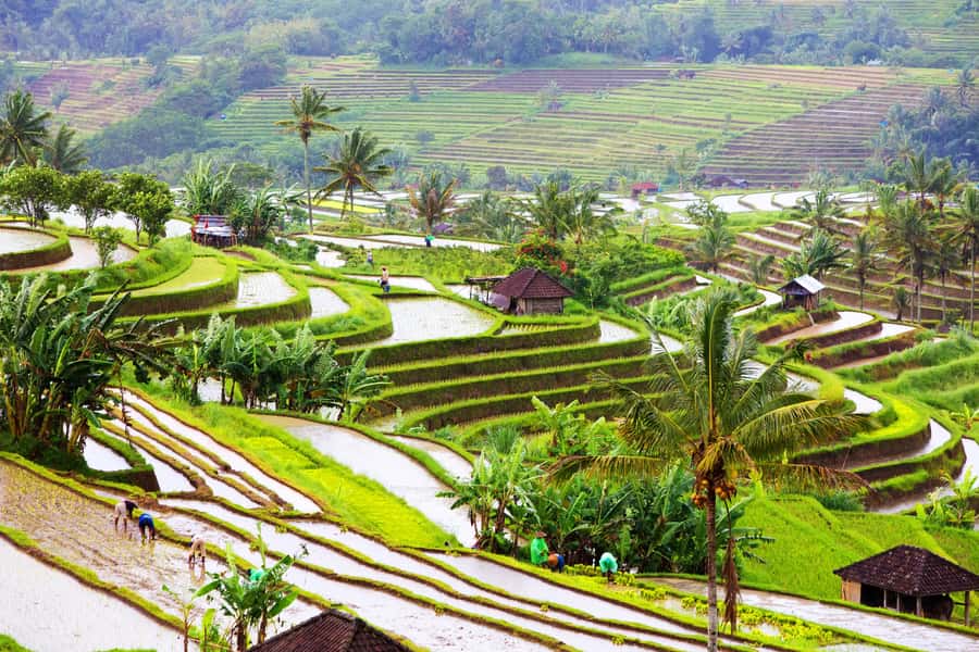 Bali: Water Temple, Waterfalls and Unesco Rice Terrace Tour - Banyumala Waterfall adds the swimming stop