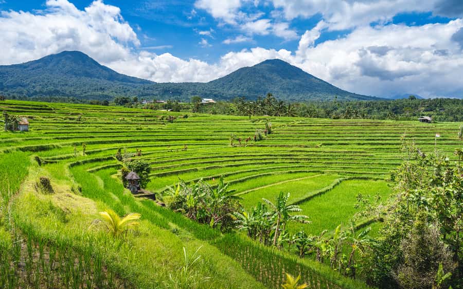 Bali: Waterfalls, Temples, and Rice Terraces Scenic Tour - Jatiluwih Rice Terraces and the subak system