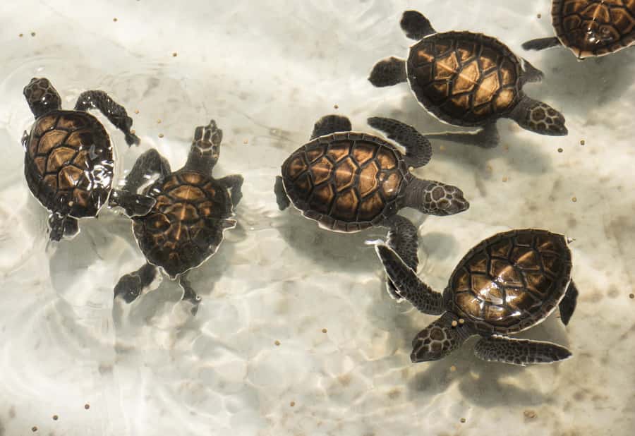 Bamboo Rafting, Waterfall, lunch, Elephant, and Turtle Tour - Key points at a glance