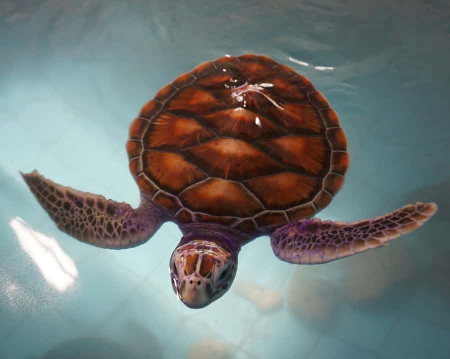 Bamboo Rafting, Waterfall, lunch, Elephant, and Turtle Tour - Should you book it?