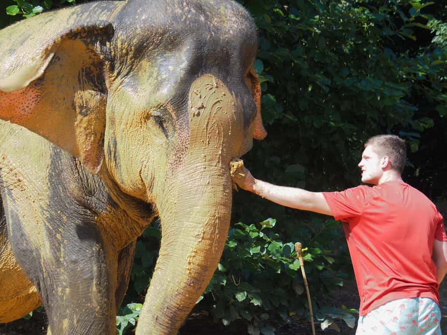 Bamboo Rafting, Waterfall, lunch, Elephant, and Turtle Tour - Bathing and feeding elephants without riding