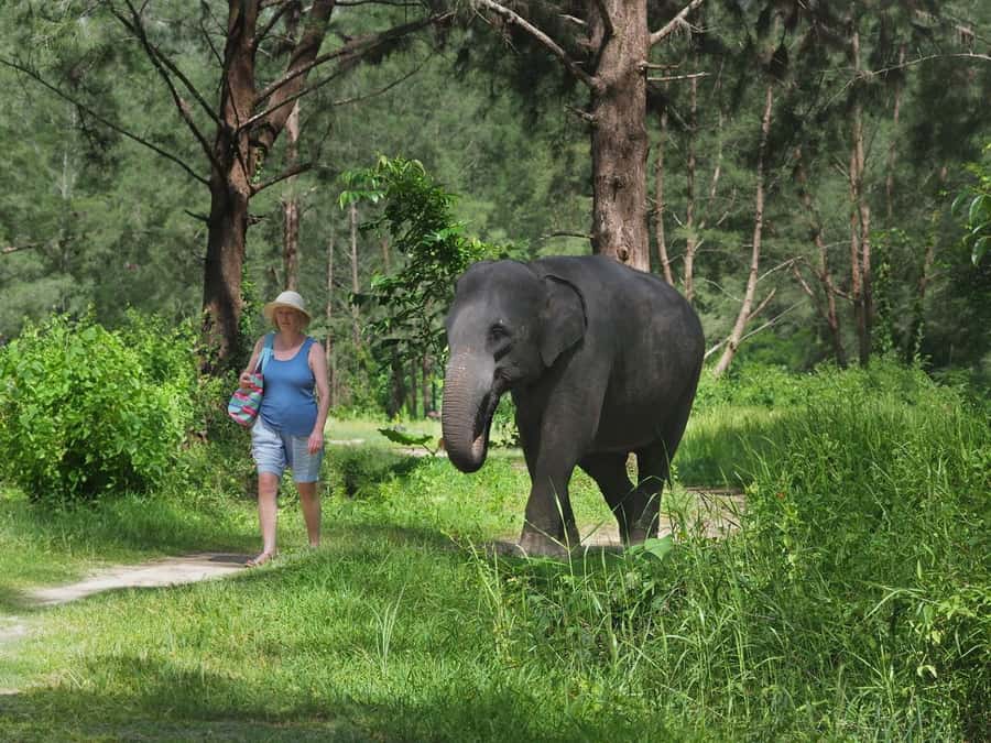 Bamboo Rafting, Waterfall, lunch, Elephant, and Turtle Tour - Bamboo rafting through Kiang Koo Creek