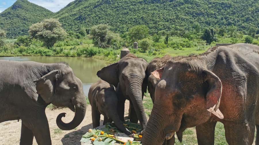 Bangkok: Elephants World & Erawan Waterfall in Kanchanaburi - Key points to know before you book
