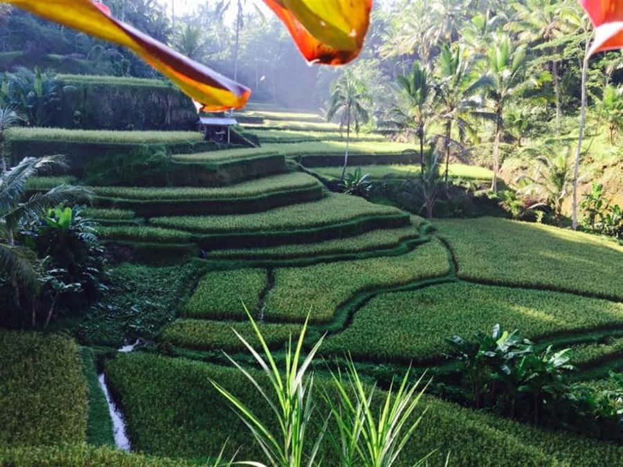 Banyumala Waterfall Trek, Bedugul and Lake Beratan Tour - Why this route shows you a different Bali
