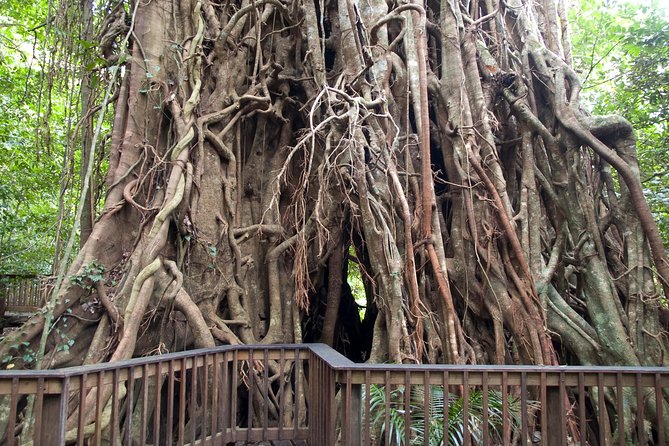 Barron Gorge and Kuranda National Park Half Day Rainforest and Waterfall 4WD Tour from Cairns - What makes this Cairns rainforest tour worth considering