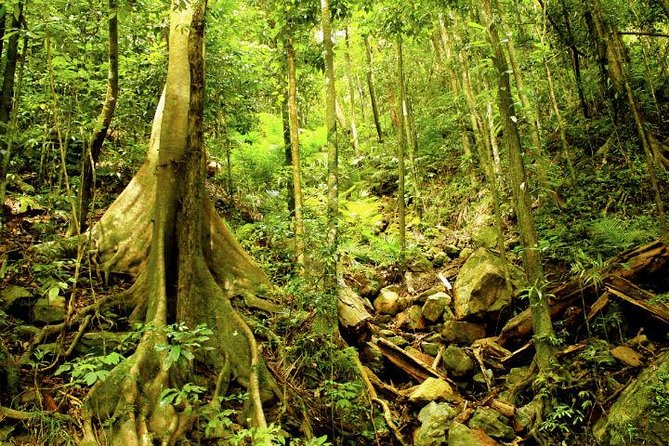 Barron Gorge and Kuranda National Park Half Day Rainforest and Waterfall 4WD Tour from Cairns - The guides are a major part of the value