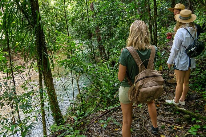 Beautiful Daintree Waterfall Walk, Magical Swim & Heavenly Lunch - The three-hour walk to the waterfall