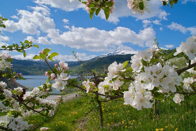Bergen: Hardangerfjord, Waterfalls, Culture & Apple pie - Salthammeren’s Stone Age carvings