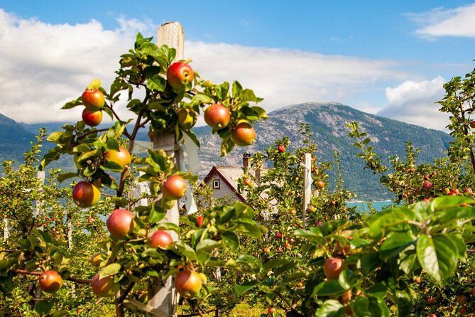 Bergen: Hardangerfjord, Waterfalls, Culture & Apple pie - The return through Kvamskogen