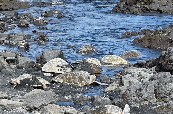 Best of Big Island: Volcanoes, Waterfall, Blacksand Beach & Lunch - Punaluʻu Black Sand Beach and green sea turtles