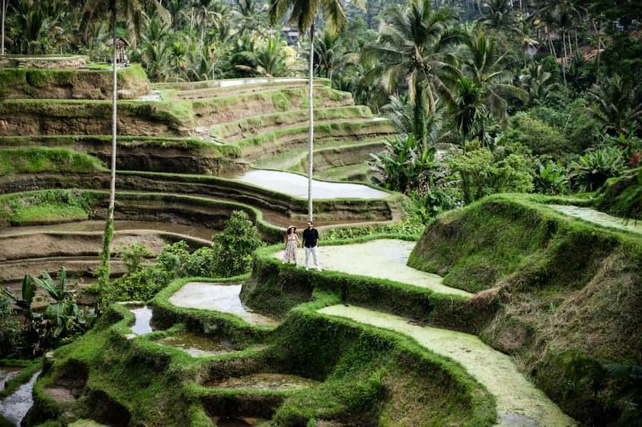 Best Of Ubud Purification Rice Terrace and Waterfall - Key points to know before booking