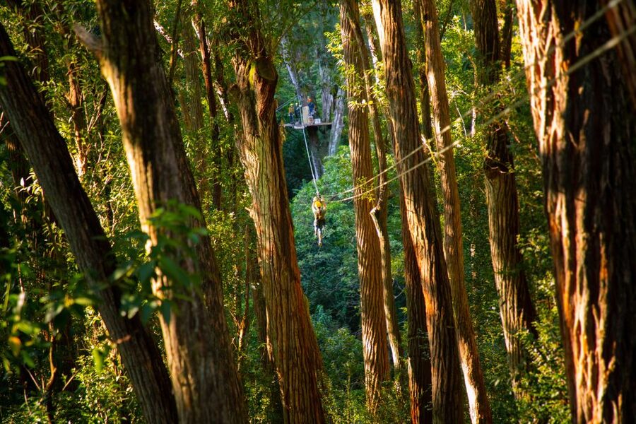 Big Island: Full-Day Kohala Zipline and Waterfall Adventure - Walking the old sugarcane property