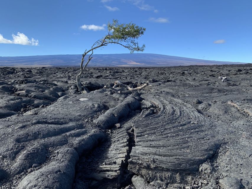 Big Island: Waterfall Tour with Swimming & Botanical Garden - Hawaii Tropical Bioreserve and Garden: the day’s richest walk