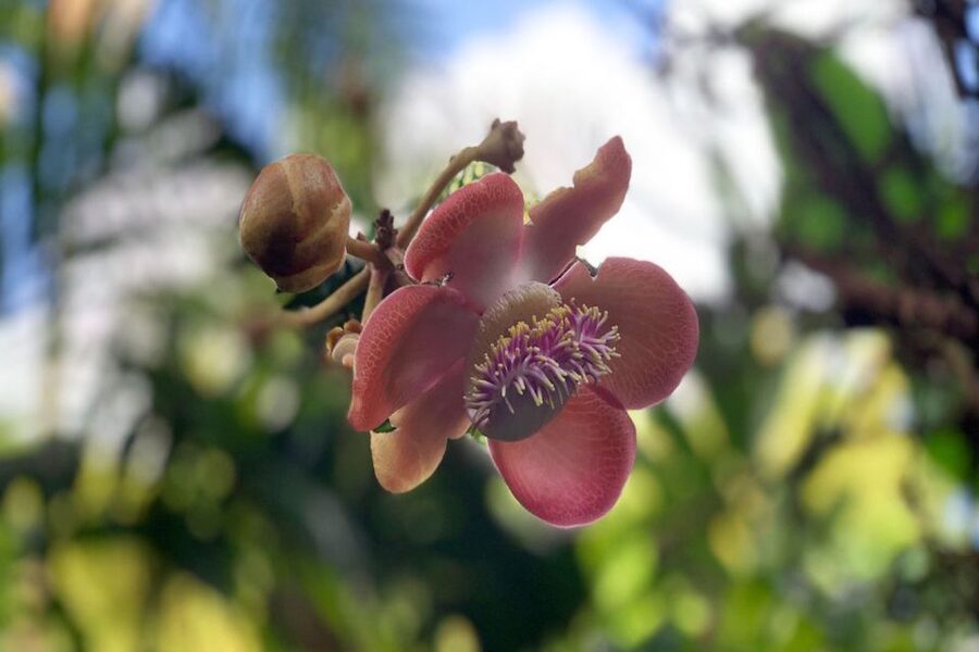 Big Island: Waterfall Tour with Swimming & Botanical Garden - Saddle Road and the change from forest to high country