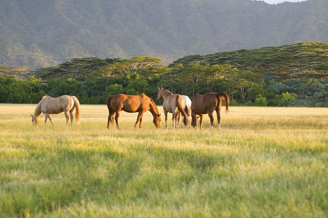 Big Island Waterfalls Tour with Swimming and Botanical Garden - Key points at a glance