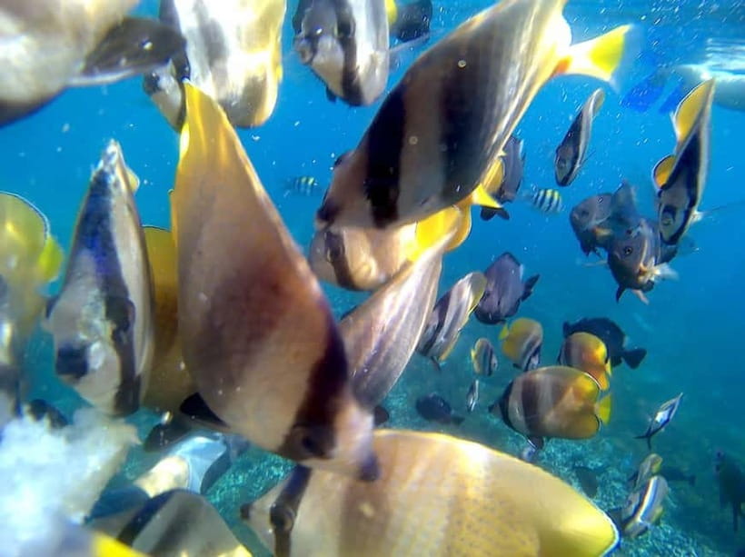Blue Lagon Snorkeling, Waterfall, and Celuk Village Tour - Blue Lagoon and Tanjung Jepun: two chances to see Bali underwater
