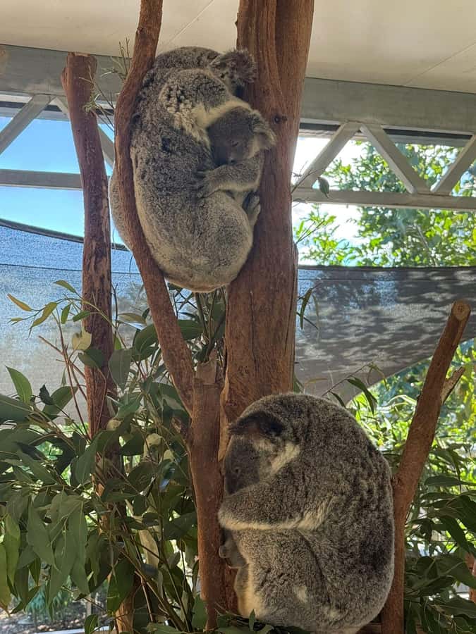 Blue Mountain Small Group Scenic World, Wildlife, Waterfall - Who should book this tour?