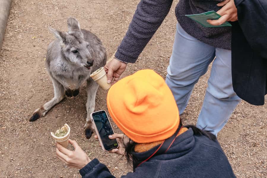 Blue Mountain Small Group Scenic World, Wildlife, Waterfall - Jamison Valley and the Three Sisters