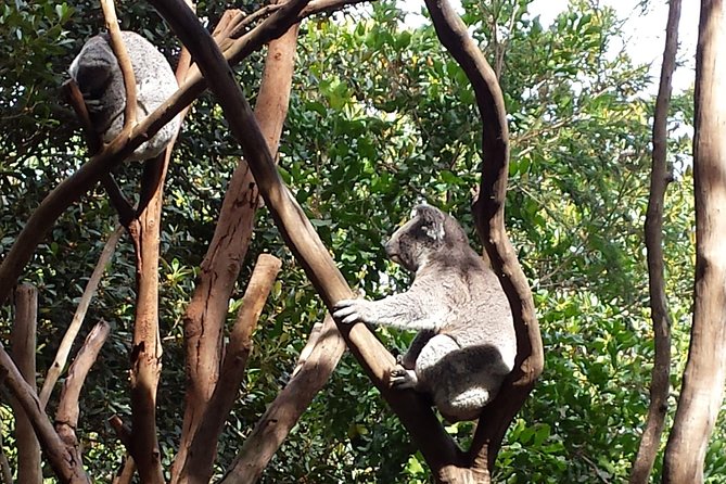 Blue Mountains Day Tour With Bushwalks, Waterfalls & Featherdale - Leaving Sydney for the Blue Mountains