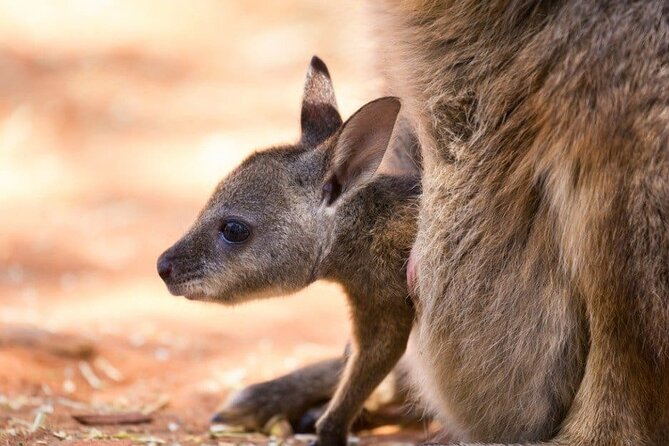 Blue Mountains Private Tour | Koala, Kangaroo, & Waterfalls Day - Katoomba Cascades adds a short walk