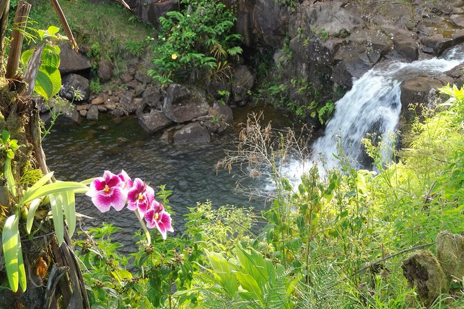Botanical Tour and waterfall swim at The Cloudforest Bioreserve - Key things to know before you go