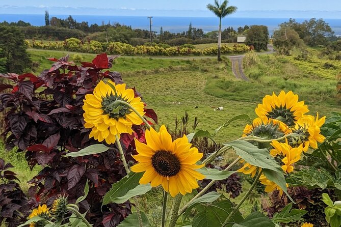 Botanical Tour and waterfall swim at The Cloudforest Bioreserve - A cooler side of the Big Island