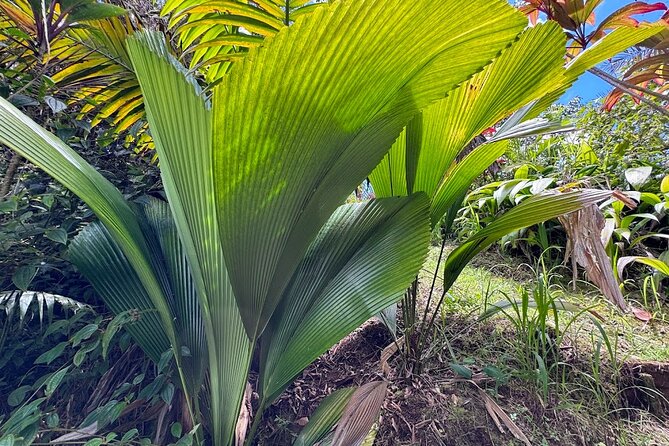 Botanical Tour and waterfall swim at The Cloudforest Bioreserve - Why the private format matters