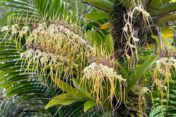 Botanical Tour and waterfall swim at The Cloudforest Bioreserve - Timing your visit around a two-hour schedule