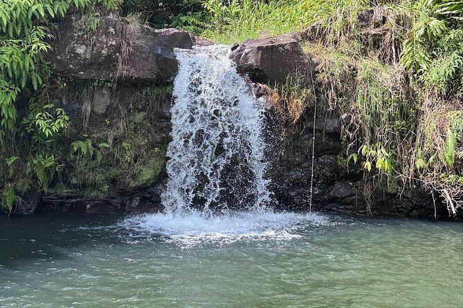 Botanical Tour and waterfall swim at The Cloudforest Bioreserve - Walking among orchids, palms, and native plants