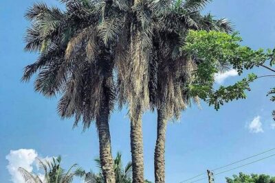 Boti Falls, Botanic Gardens, Cocoa Fam, Umbrella Rock Experience