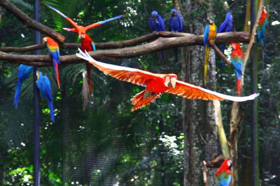 Brazilian Falls, Bird Park and Itaipu Dam - At a glance: five useful things to know