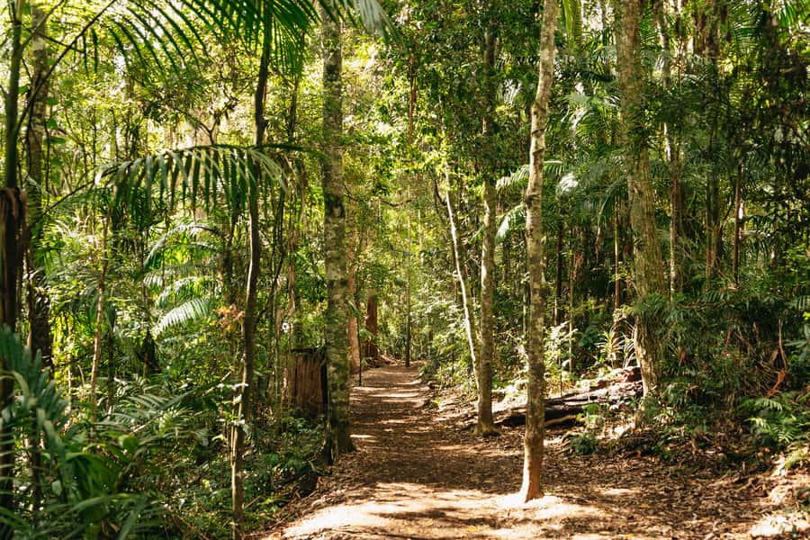 Brisbane: Rainforests, Waterfalls and Glow Worm Cave Tour - Leaving Brisbane for the Gondwana rainforests
