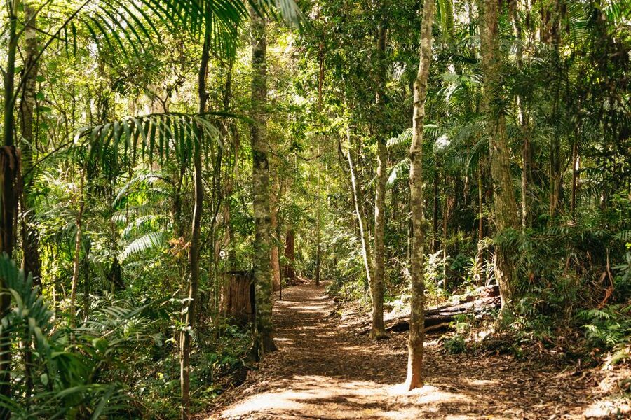 Brisbane: Rainforests, Waterfalls and Glow Worm Cave Tour - Cedar Creek Glow Worm Caves