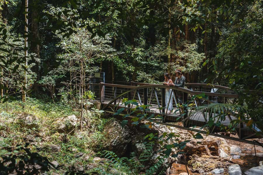 Brisbane: Rainforests, Waterfalls and Glow Worm Cave Tour - Curtis Falls and the first rainforest walk
